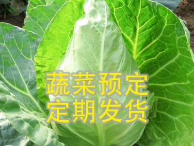 尖白菜（预定 1kg生鲜装）